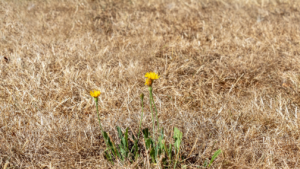 Signs You Hire a Bad Landscaping Company in Singapore