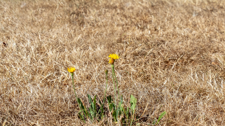 Signs You Hire a Bad Landscaping Company in Singapore