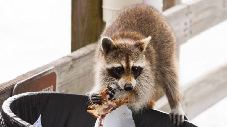 Controlling Raccoons And Keeping Them Away From Your Home