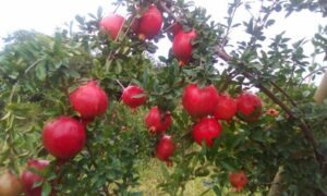 Delight in the Garden of Pomegranates