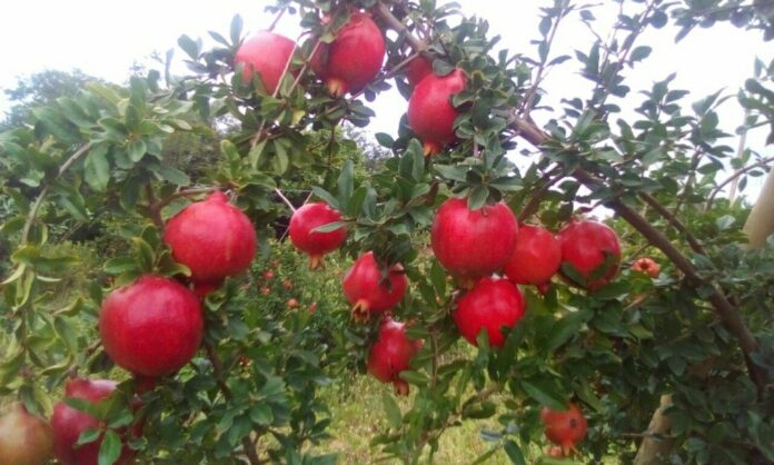 Pomegranates