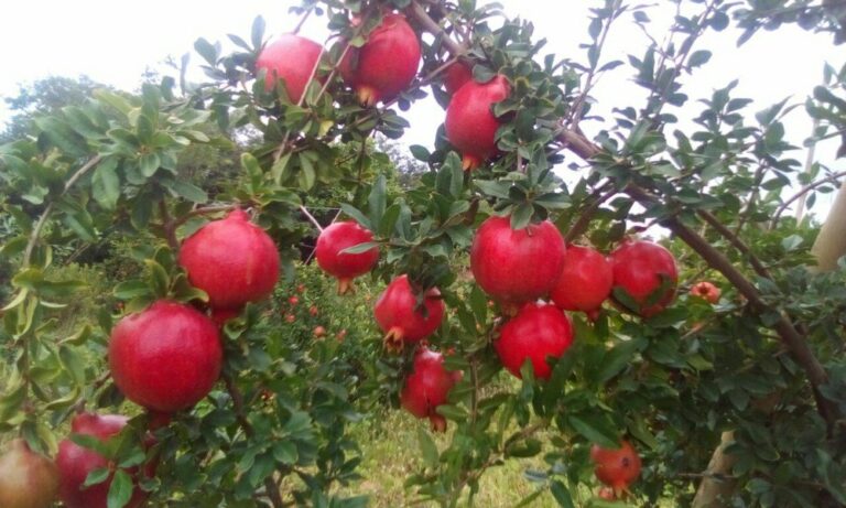 Pomegranates