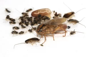 Do Bugs Have Memories? Can They Learn to Avoid Traps?