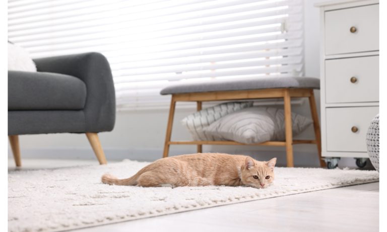 Key Design Considerations for a Pet-Friendly Home Interior