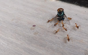 Natural vs Chemical Ant Pest Control