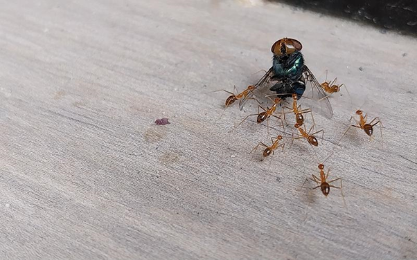 Natural vs Chemical Ant Pest Control